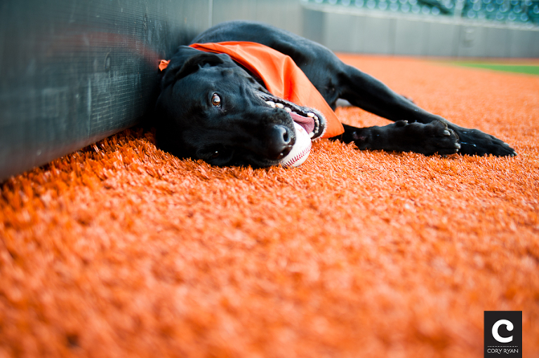 dog with baseball