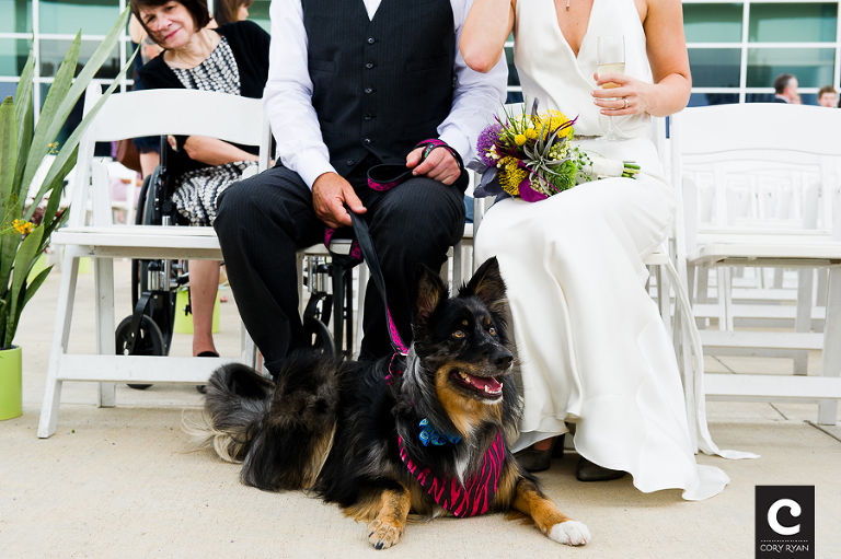 ringbearer dog with feather collar